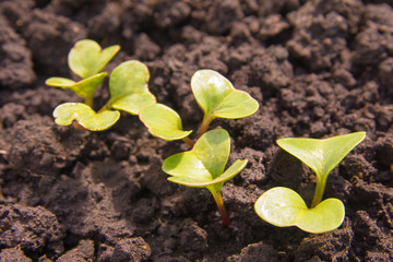 Young plants