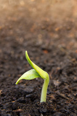 Young sprout