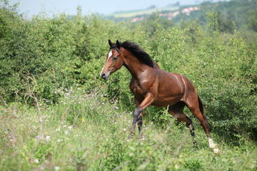 Fototapeta premium Nice young horse running uphill