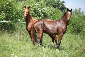 Two young horses standing on pasture