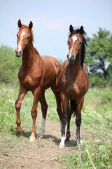 Two young horses looking at you