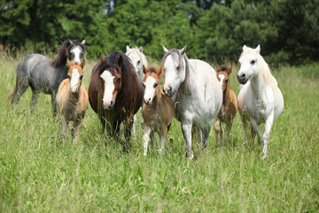 Obraz na płótnie Canvas Batch of Welsh ponnies działających razem na pastwiska