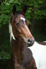 Portrait of skewbald mare in front of dark background