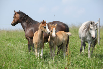 Obraz na płótnie Canvas Two mares with two foals