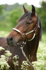 Beautiful brown mare with halter