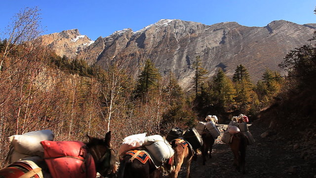 Transportation of goods on mules in Himalayas.