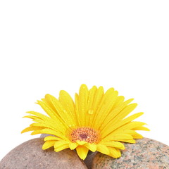 Gerbera und Steine