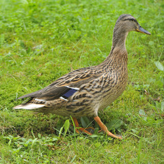 Stockente