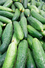 Fresh cucumbers in the market.