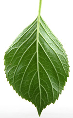 Green Leaf