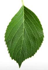 Green Leaf