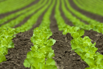 rows of fresh salad - modern agriculture