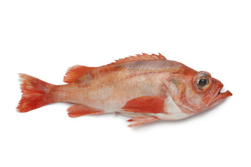 Single redfish