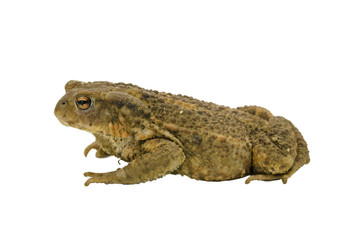 Side view of a toad