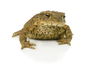 Toad