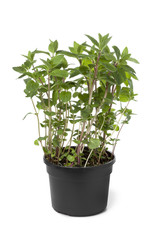 Pot with ginger-mint plant