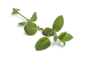 Obraz premium Twig of ginger-mint plant