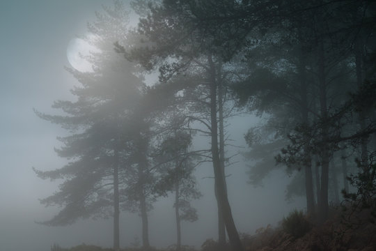 Fototapeta Full moon forest