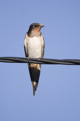 Portrait of a Barn Swallow perched on a wire