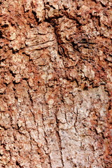 Bark Tree