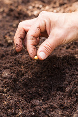 Hand holding single semen