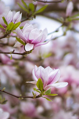 Magnolia Soulangiana Flowers