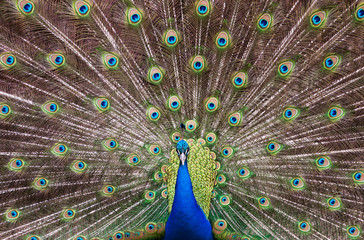 Obraz premium Peacock