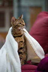 Bengal Cat with Blanket