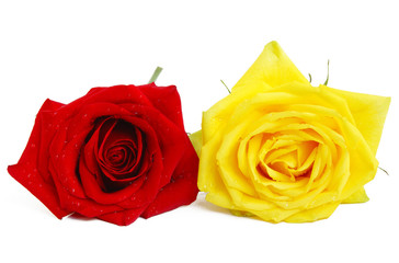 Beautiful red and yellow roses isolated on white
