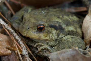 Hidden toad