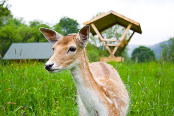 young fallow deer