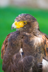 golden eagle close up