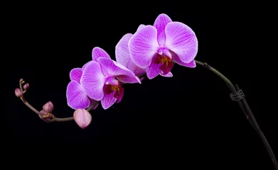 Keuken foto achterwand Orchidee gebogen roze orchidee