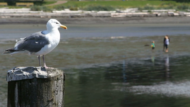 Seagull on Piling at Beach