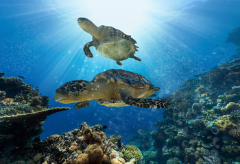 Fototapeta premium wasserschildkröten