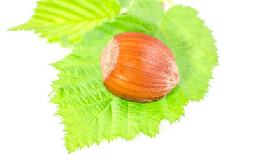 Haselnüsse mit Haselnusszweig 1
