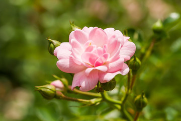 pink rose at  the royal agricultural Angkhang chiangmai Thailand