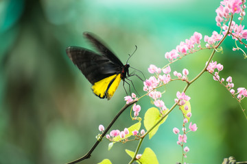 Common birdwing butterfly feeding on coral vine flower