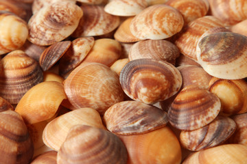 A background of a collection of small seashells