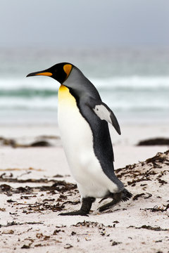 King Penguin is walking on the beach