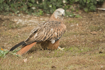 Red Kite perched on the ground