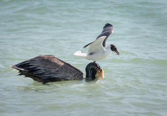 Brown pelican and sandwich tern