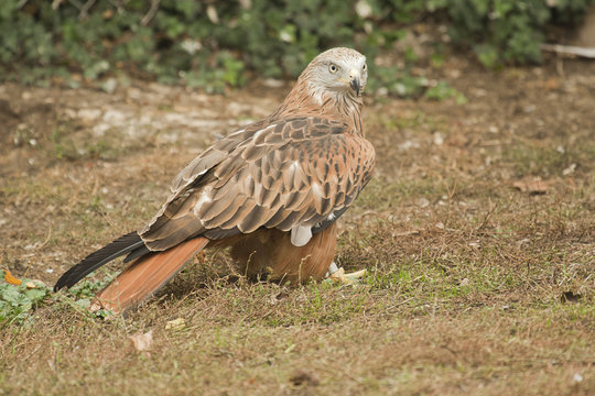 Red Kite perched on the ground