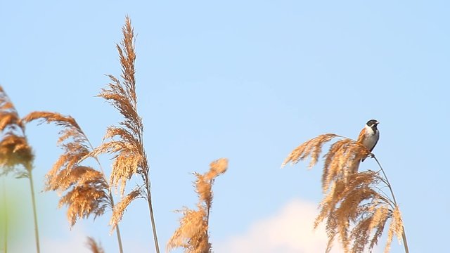 birds in their natural habitat, nature series