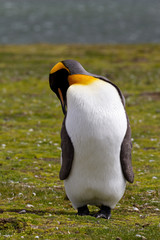 King Penguin