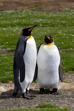 King Penguins