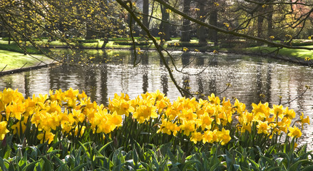Pond with yellow daffodils