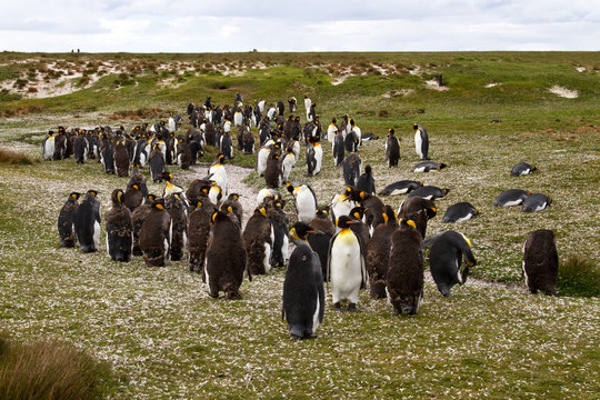 King Penguin colony with Chicks