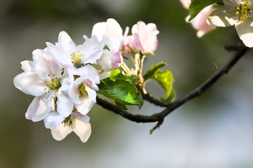 Sunshine on appleblossom in spring