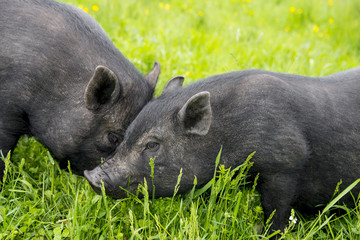 cute black vietnamese pigs
